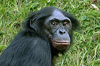 Bonobo